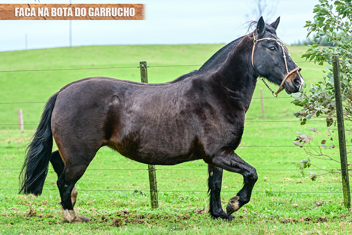FACA NA BOTA DO GARRUCHO
