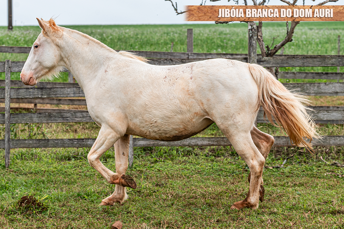 JIBÓIA BRANCA DO DOM AURI