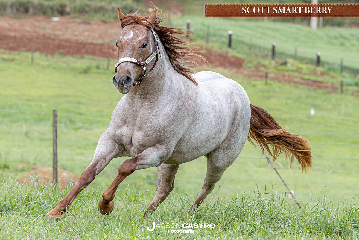 SCOTT SMART BERRY - P409609