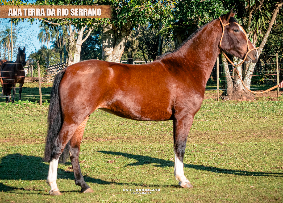 ANA TERRA DA RIO SERRANO