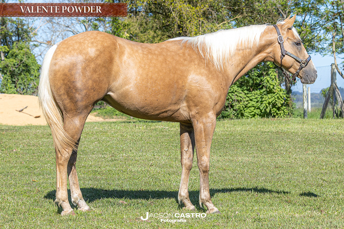 VALENTE POWDER - M290456