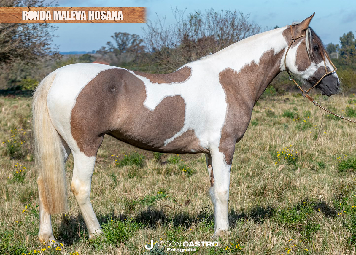 RONDA MALEVA HOSANA