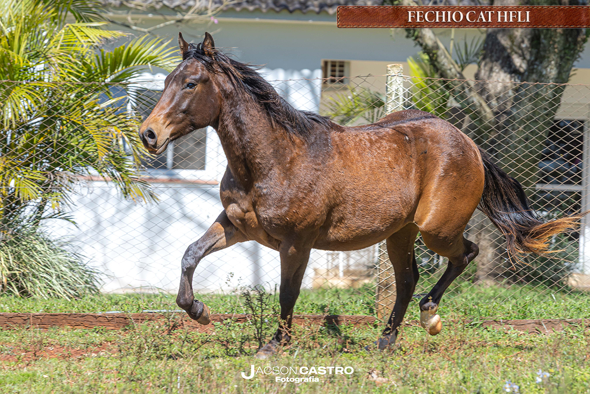 FECHIO CAT HFLI - P433629