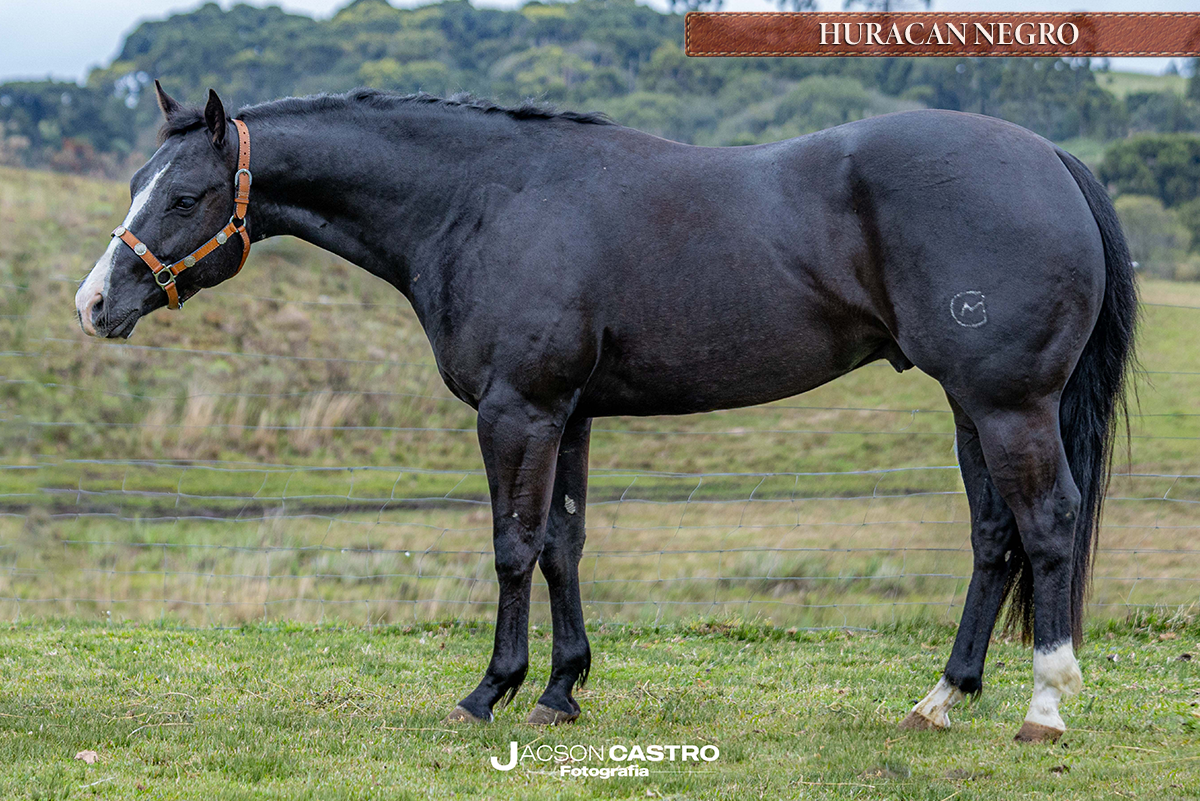 HURACAN NEGRO - P396204