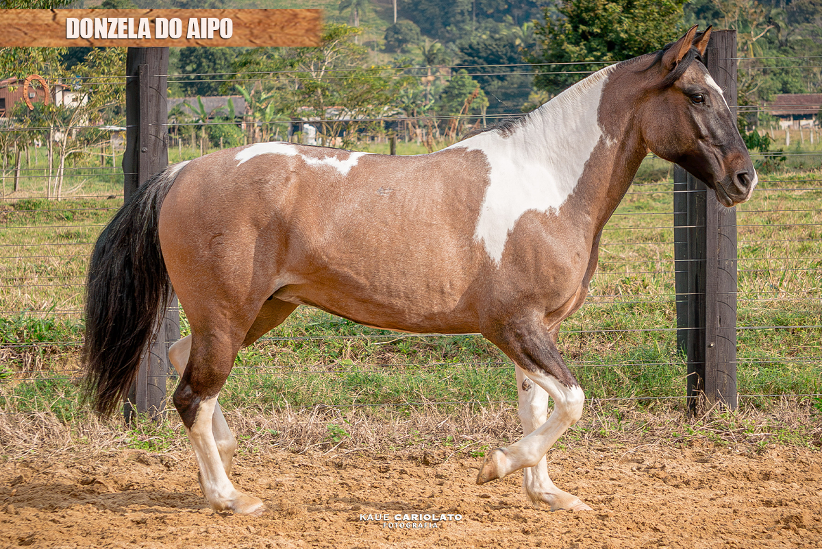 DONZELA DO AIPO
