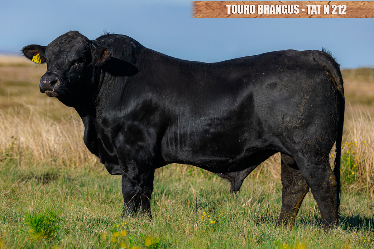 TOURO BRANGUS - TAT: N212