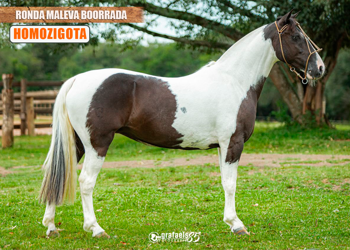 RONDA MALEVA BORRADA (HOMOZIGOTA)