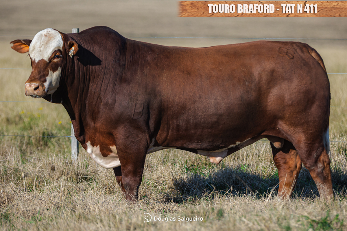 TOURO BRAFORD - TAT: N411