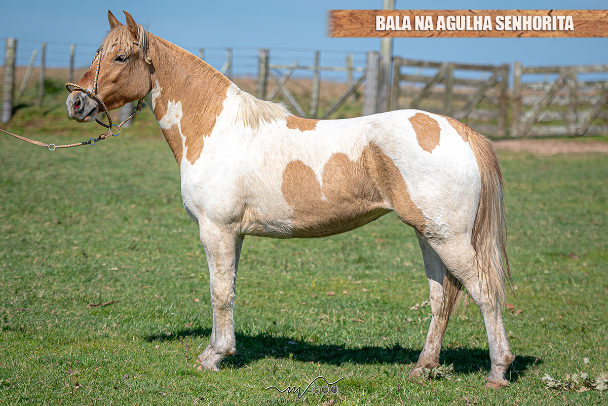 BALA NA AGULHA SENHORITA