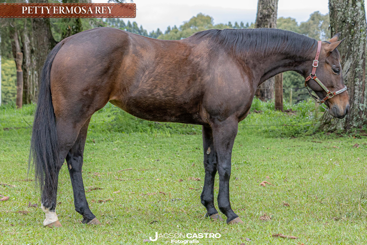 PETTY ERMOSA REY - P294315