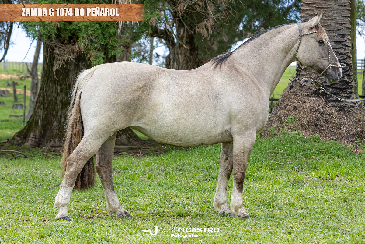ZAMBA G 1074 DO PEÑAROL
