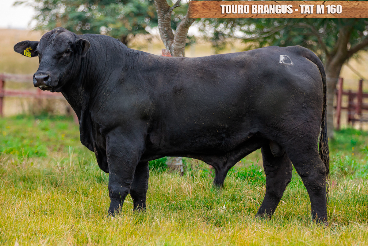 TOURO BRANGUS - TAT: M160