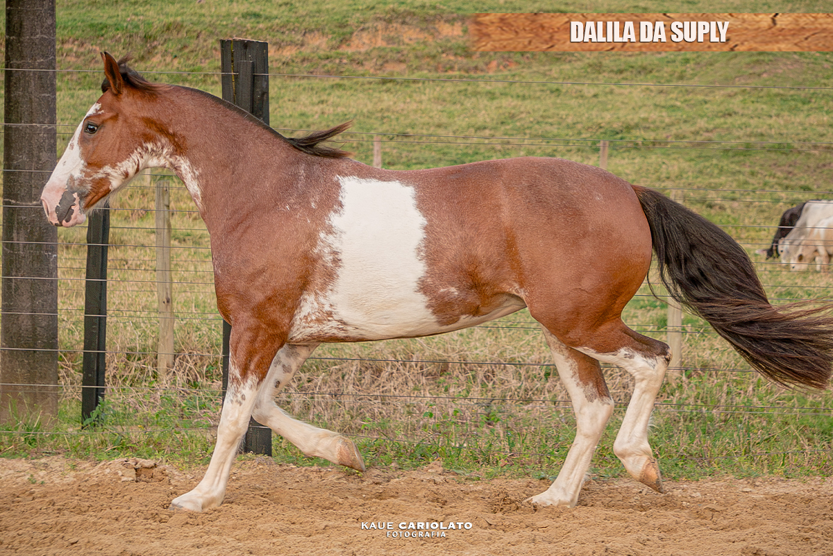 DALILA DA SUPLY