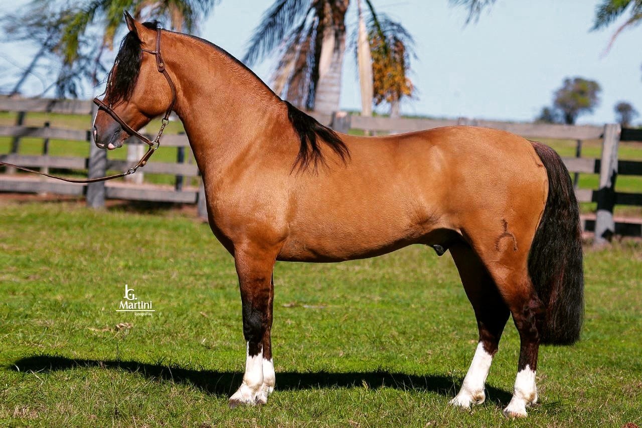 MARCONI LEOPARDO-TE