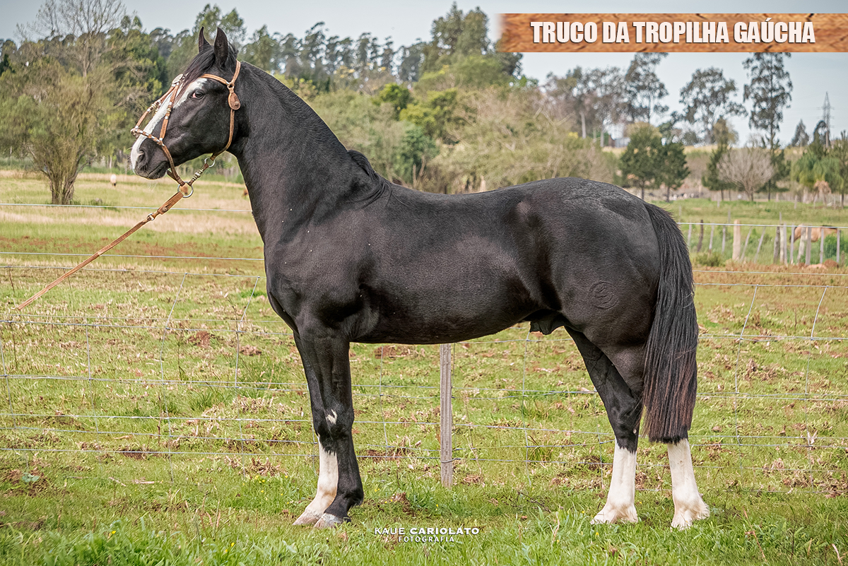TRUCO DA TROPILHA GAÚCHA