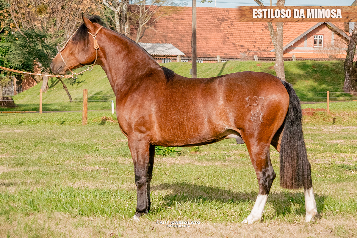 ESTILOSO DA MIMOSA
