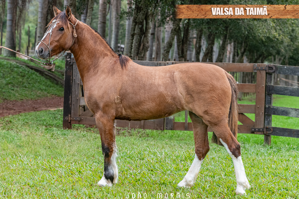 VALSA DA TAIMÃ