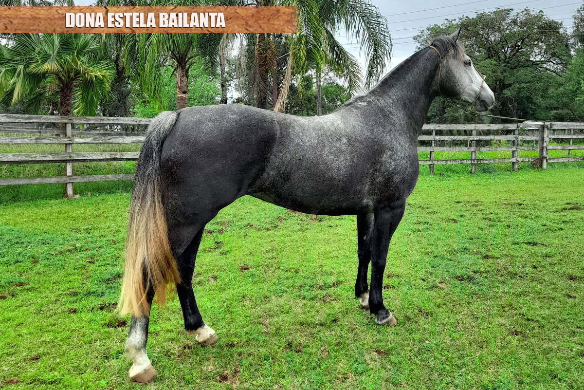 DONA ESTELA BAILANTA