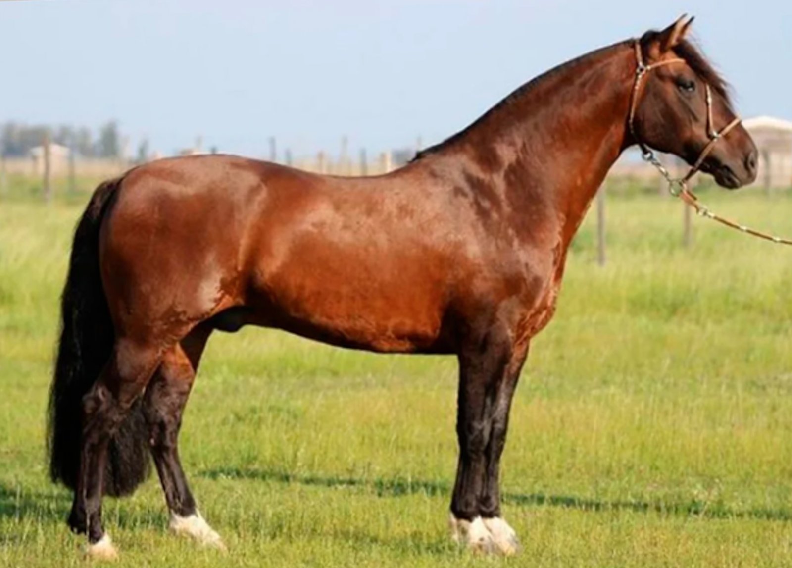 GOLILLA PATRON