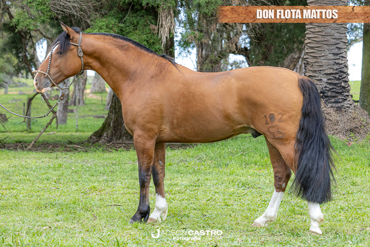 DON FLOTA MATTOS