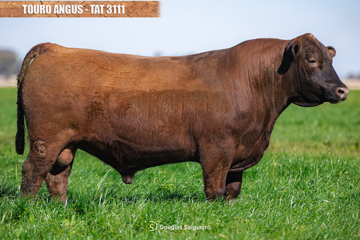 TOURO ANGUS - TAT: 3111
