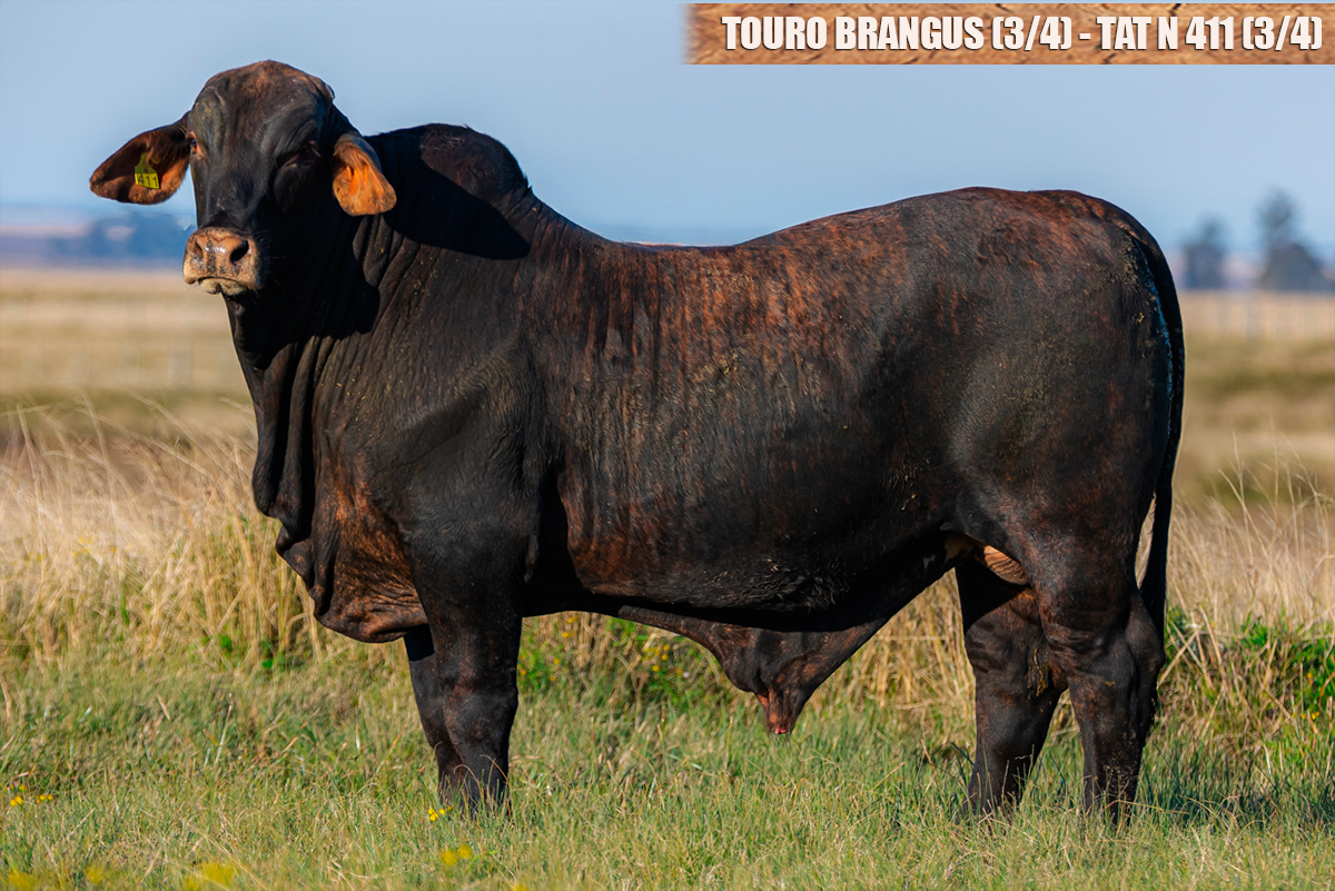 TOURO BRANGUS - TAT: N411 (3/4)