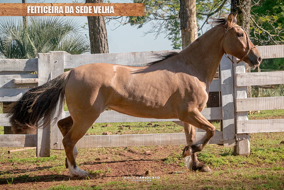 FEITICEIRA DA SEDE VELHA