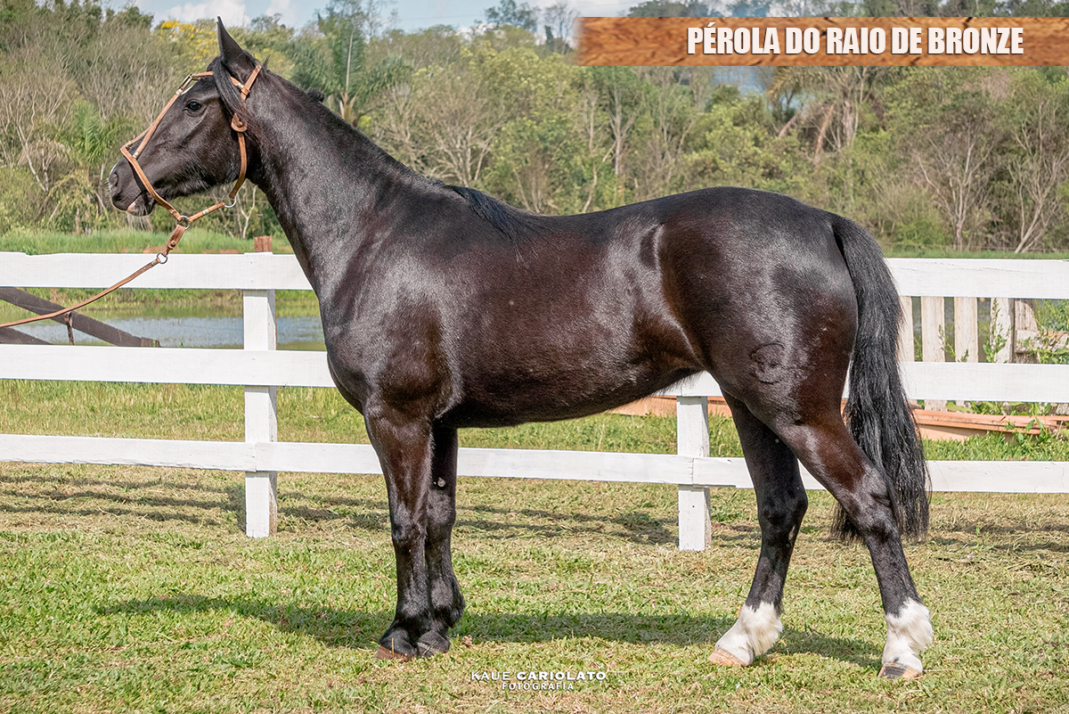 PÉROLA DO RAIO DE BRONZE
