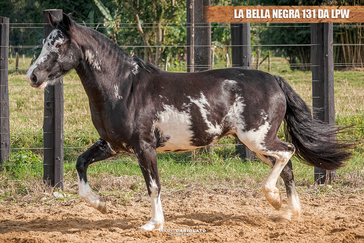 LA BELLA NEGRA 131 DA LPW