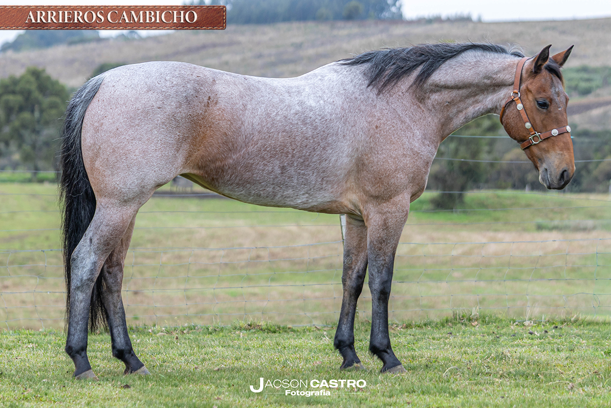 ARRIEROS CAMBICHO - M287696