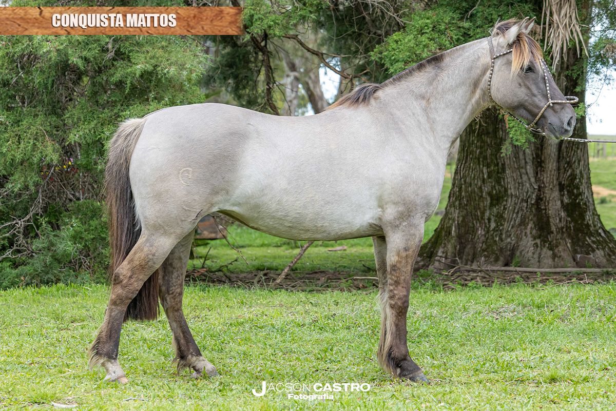 CONQUISTA MATTOS