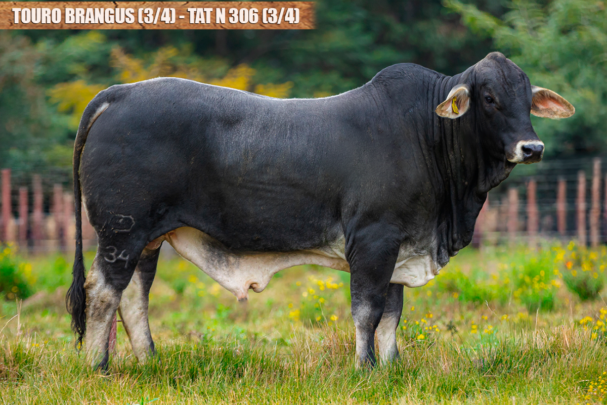 TOURO BRANGUS - TAT: N306 (3/4)