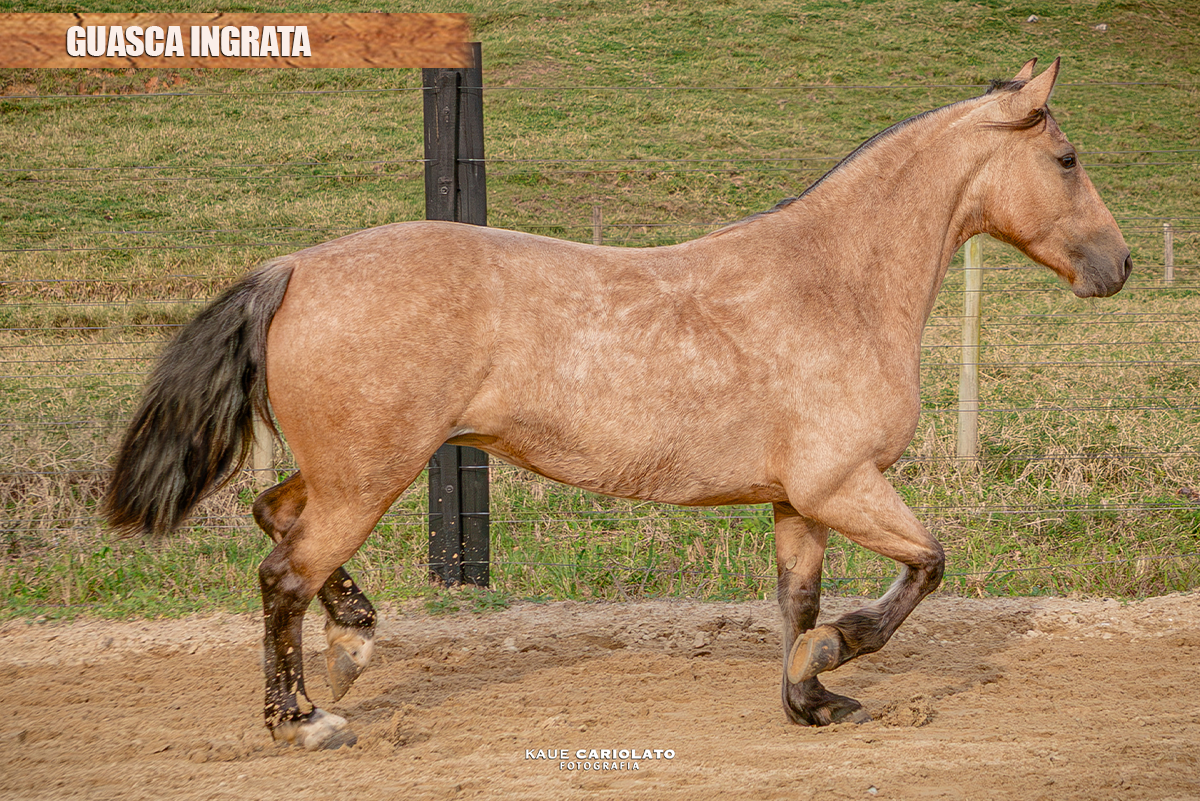 GUASCA INGRATA