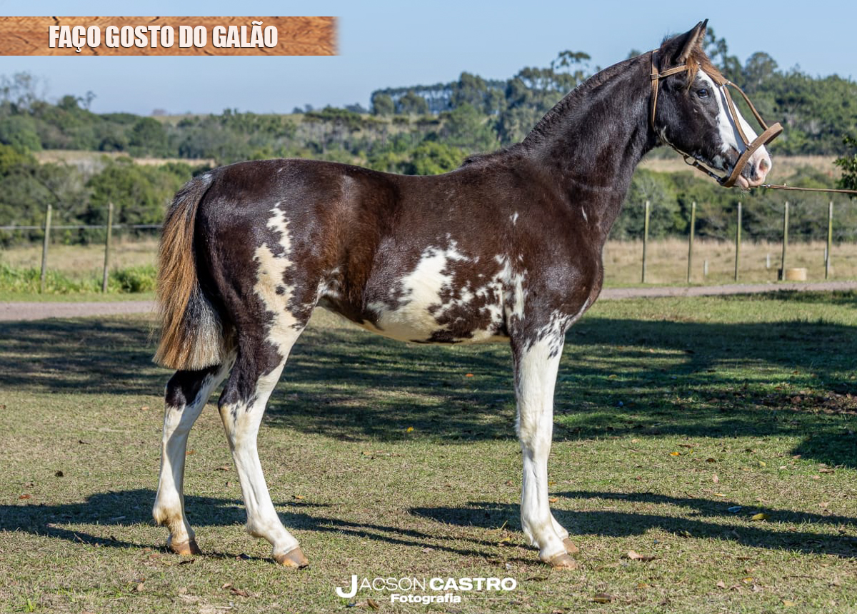 FAÇO GOSTO DO GALÃO