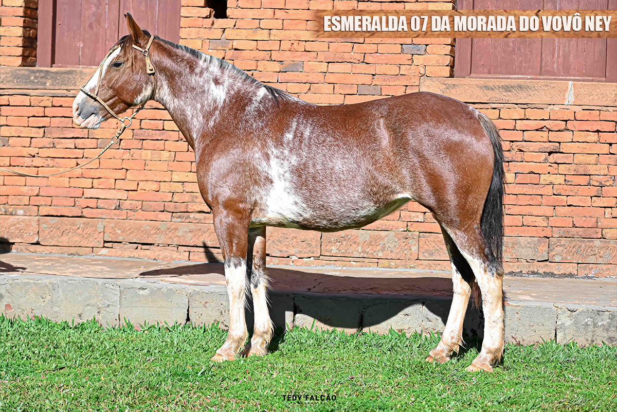 ESMERALDA 07 DA MORADA DO VOVÔ NEY