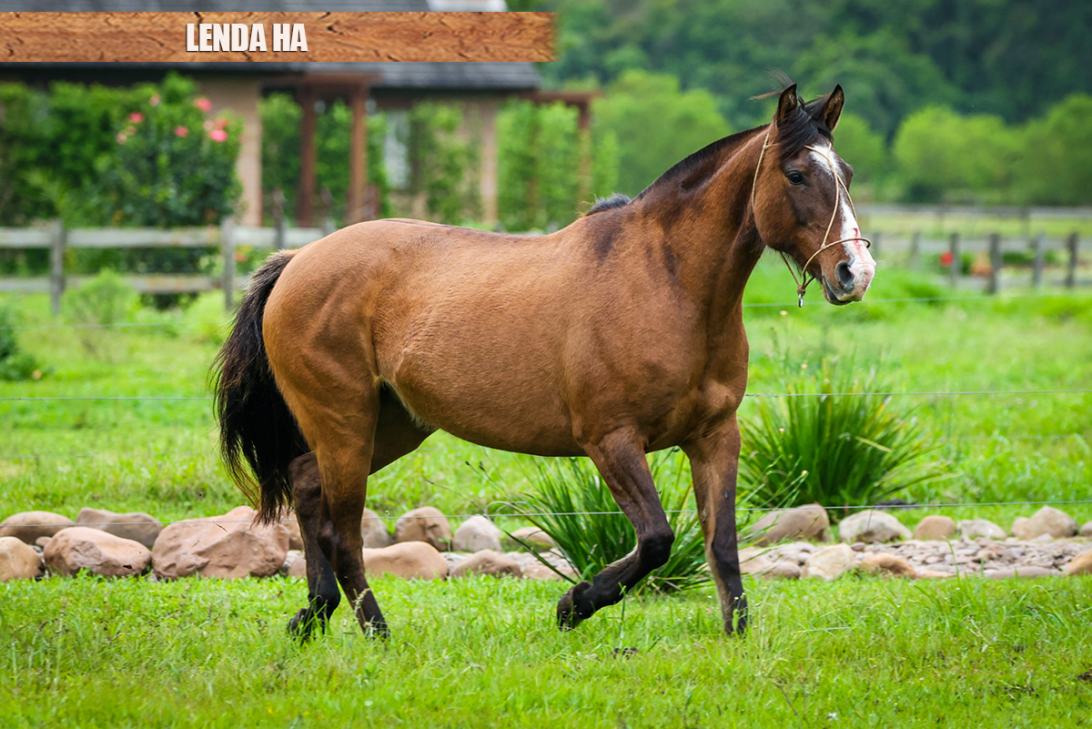 LENDA HA