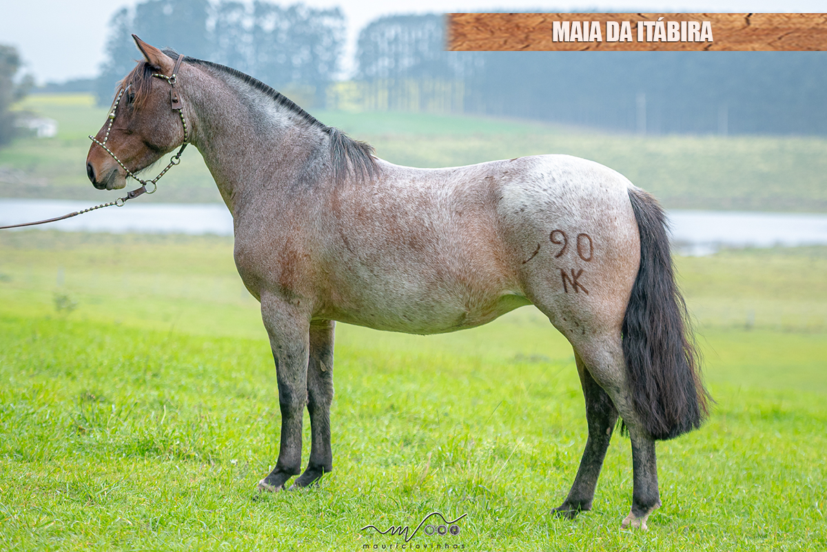 MAIA DA ITÁBIRA