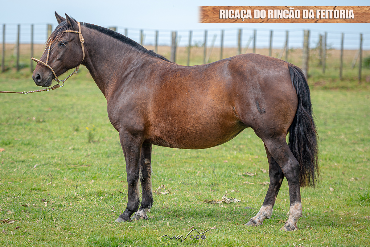 RICAÇA DO RINCÃO DA FEITORIA