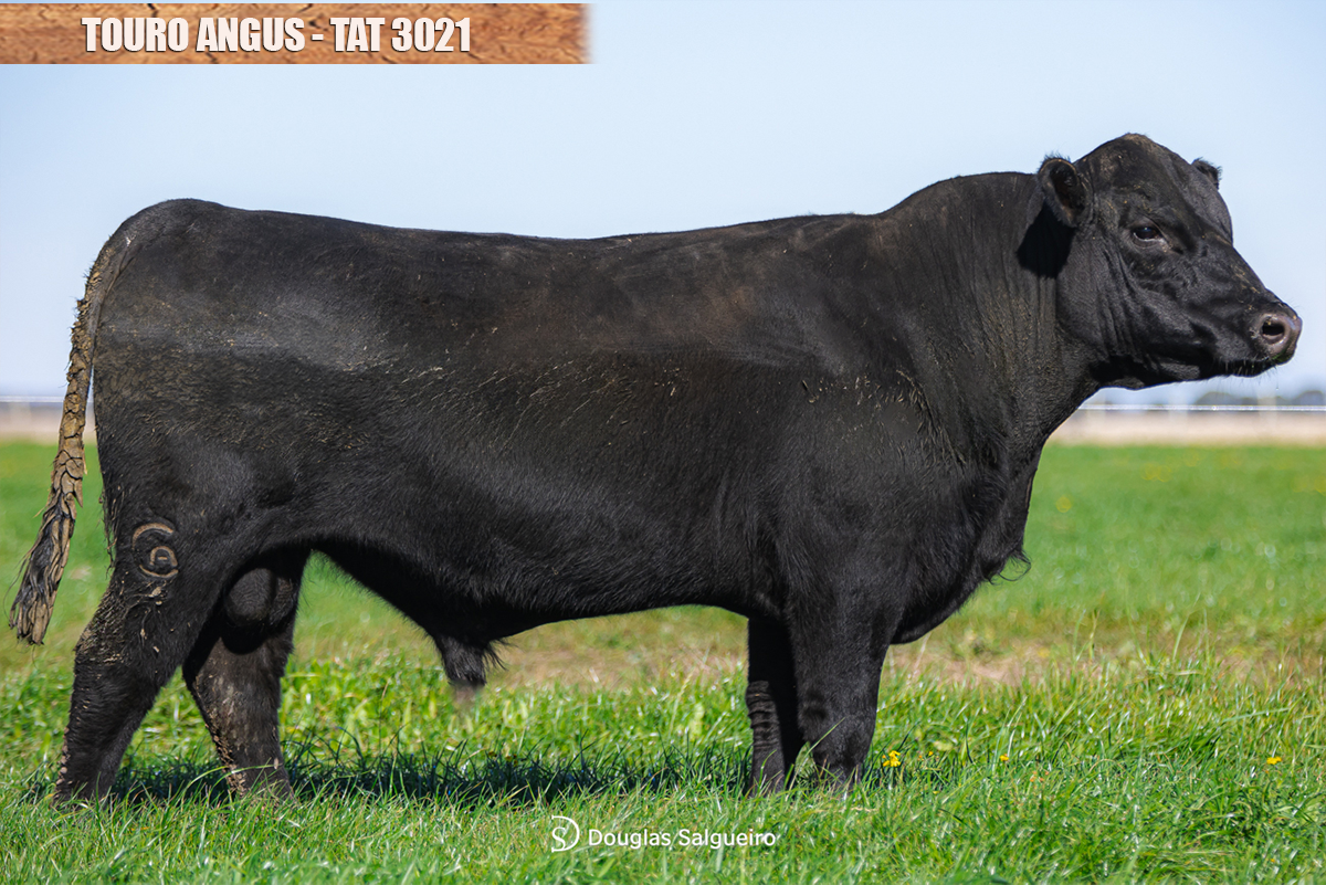 TOURO ANGUS - TAT: 3021