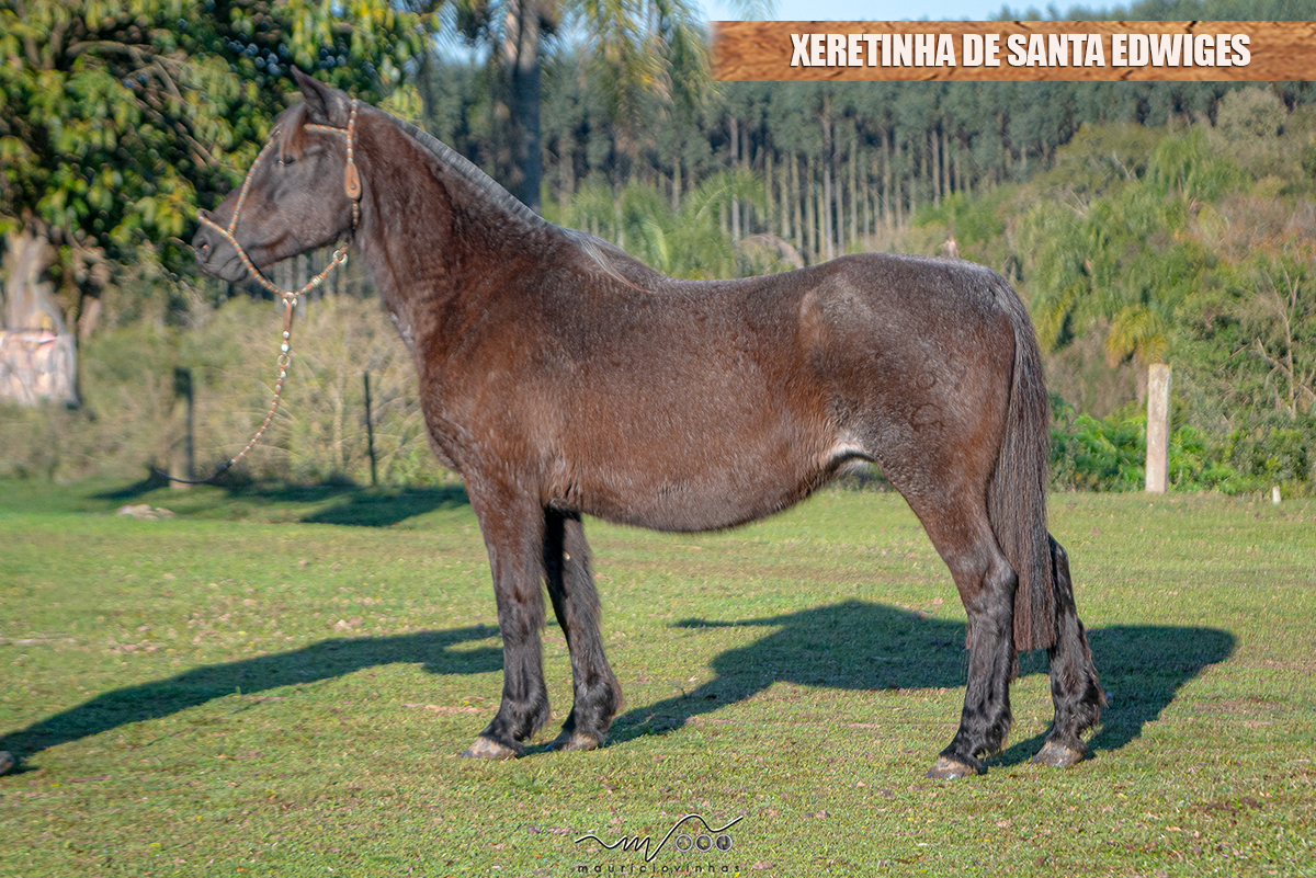 XERETINHA DE SANTA EDWIGES