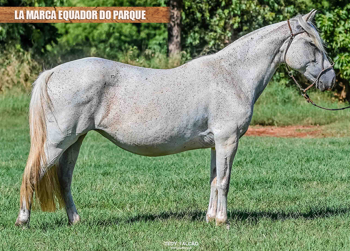 LA MARCA EQUADOR DO PARQUE