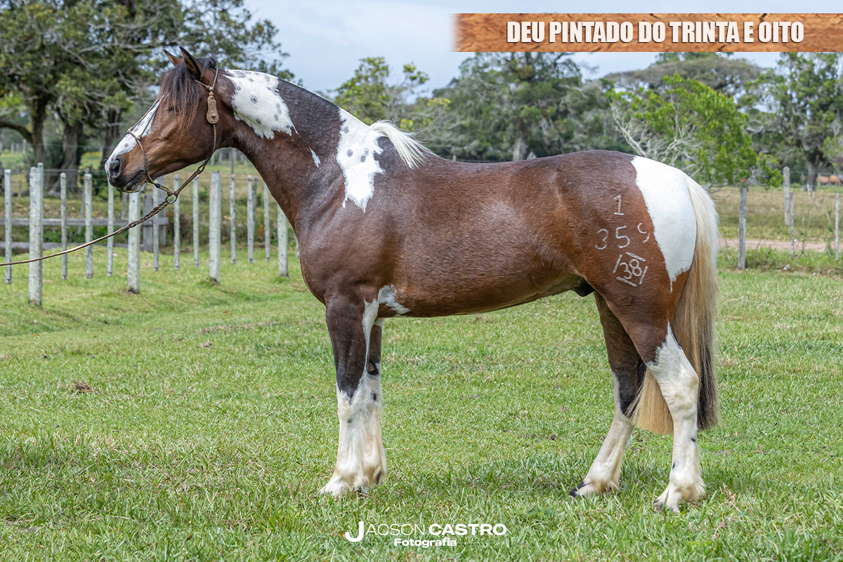 DEU PINTADO DO TRINTA E OITO