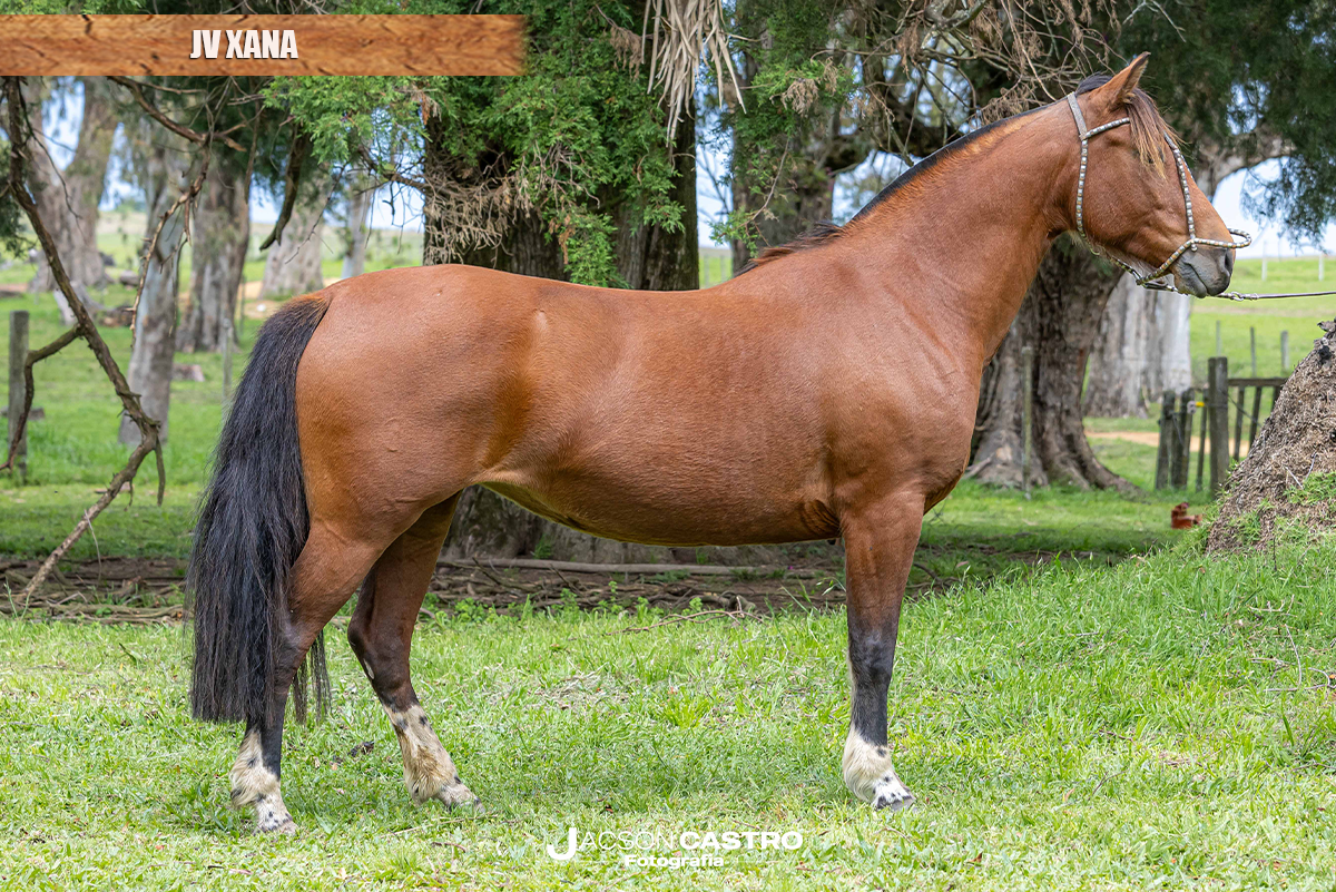 JV XANA