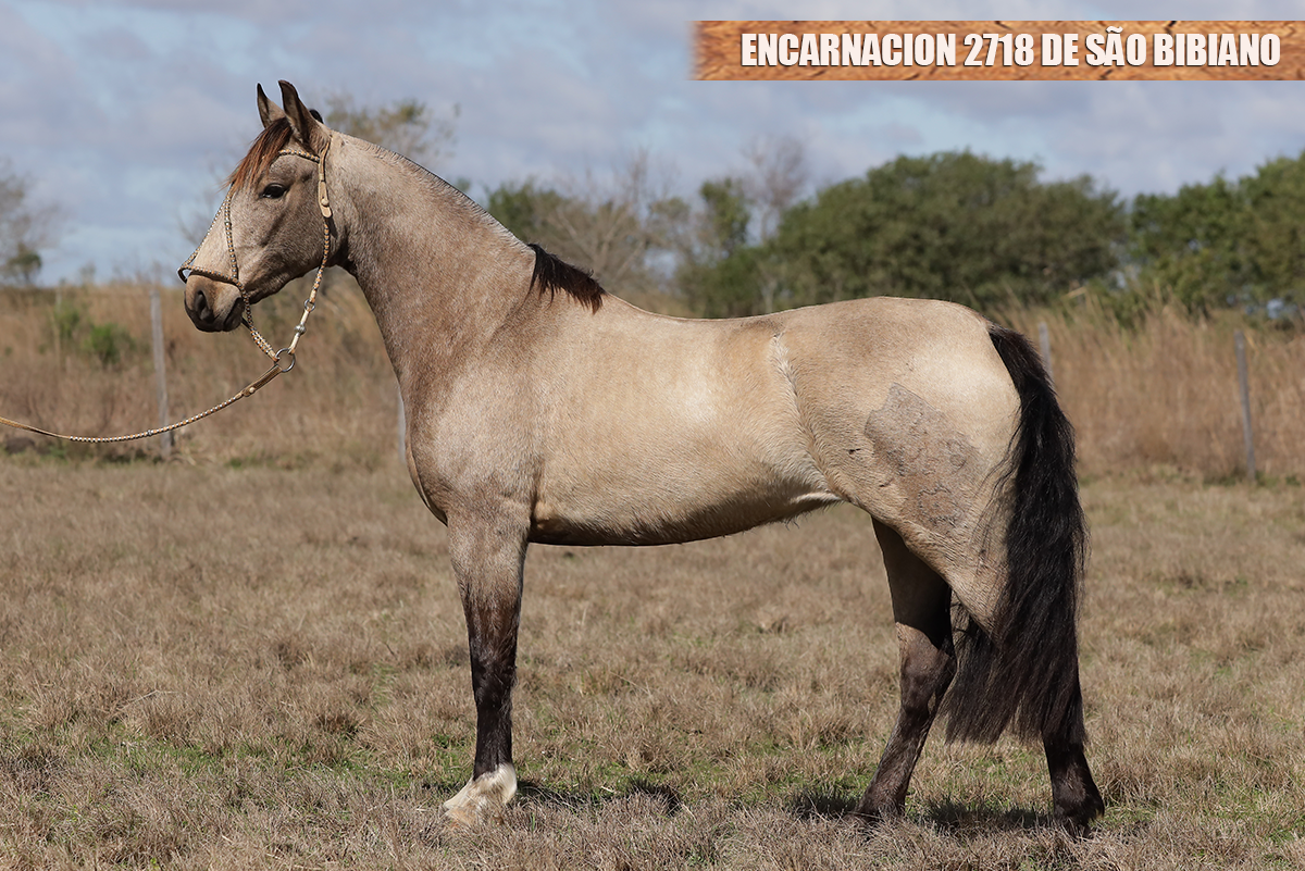 ENCARNACION 2718 DE SÃO BIBIANO