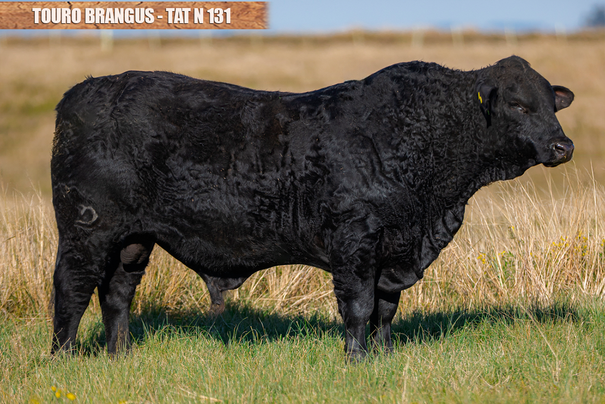 TOURO BRANGUS - TAT: N131