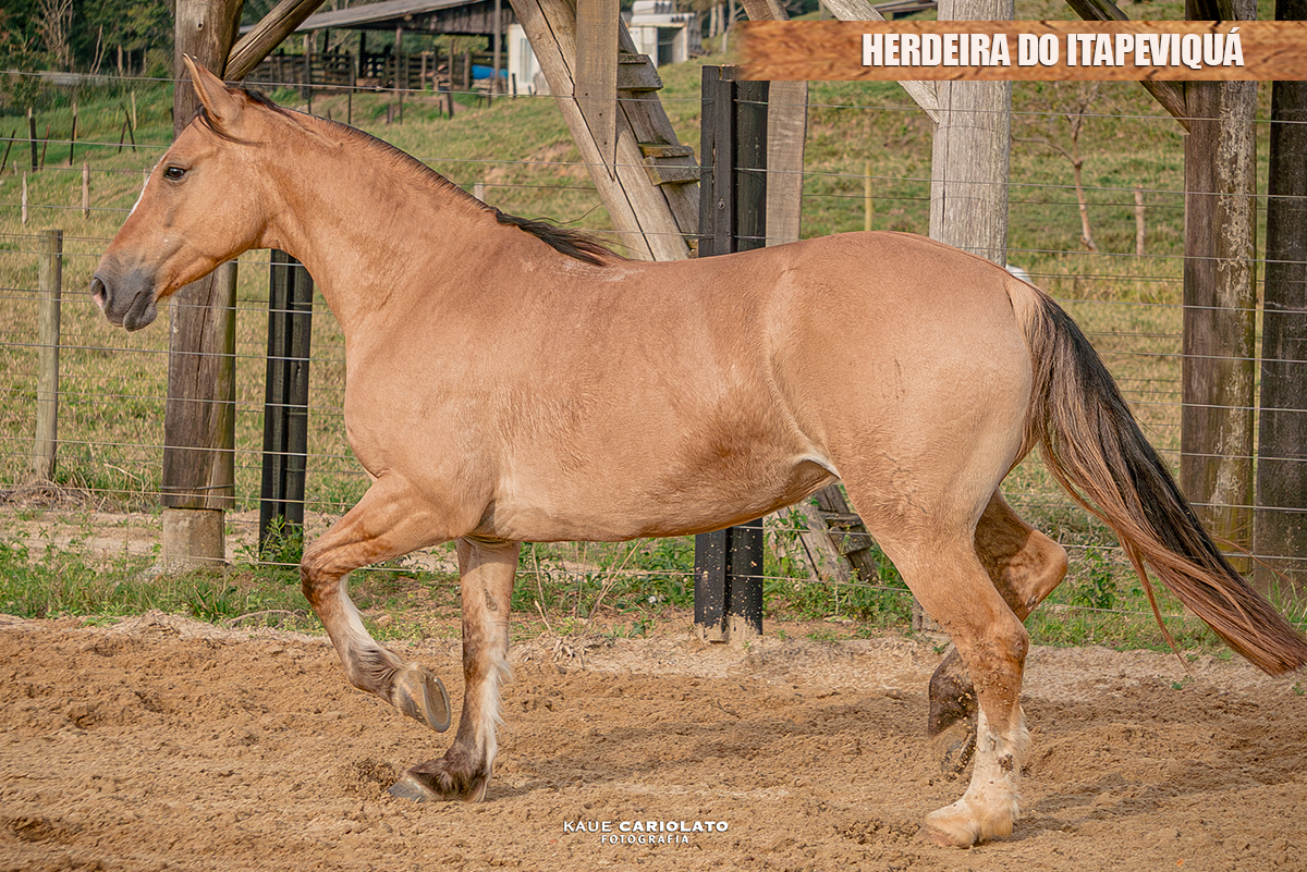 HERDEIRA DO ITAPEVIQUÁ