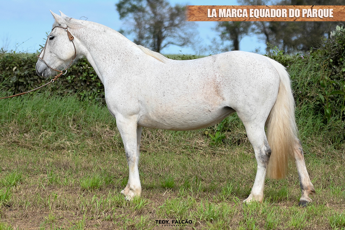LA MARCA EQUADOR DO PARQUE