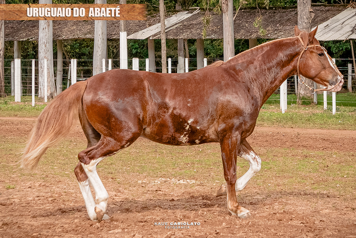 URUGUAIO DO  ABAETÉ