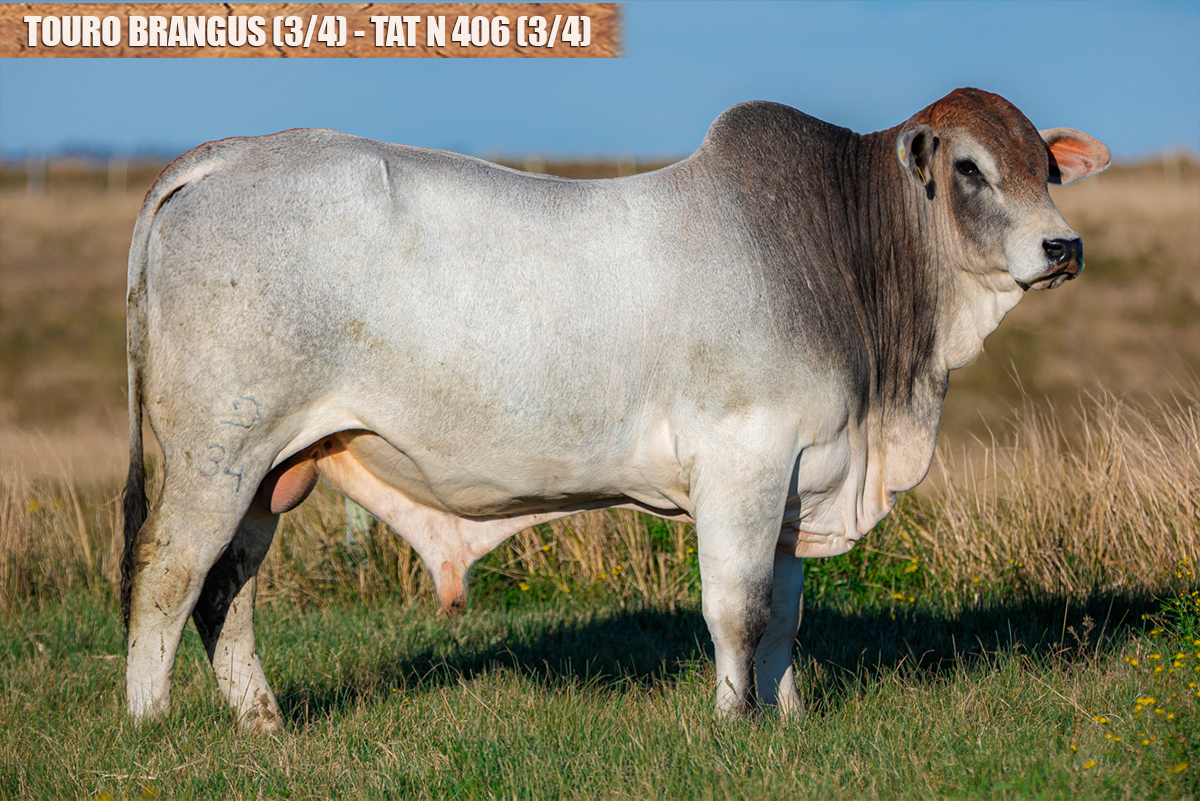 TOURO BRANGUS - TAT: N406 (3/4)