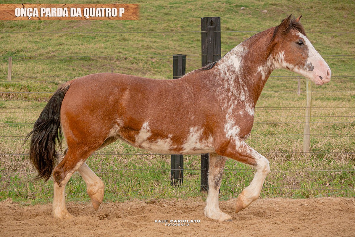 ONÇA PARDA DA QUATRO P